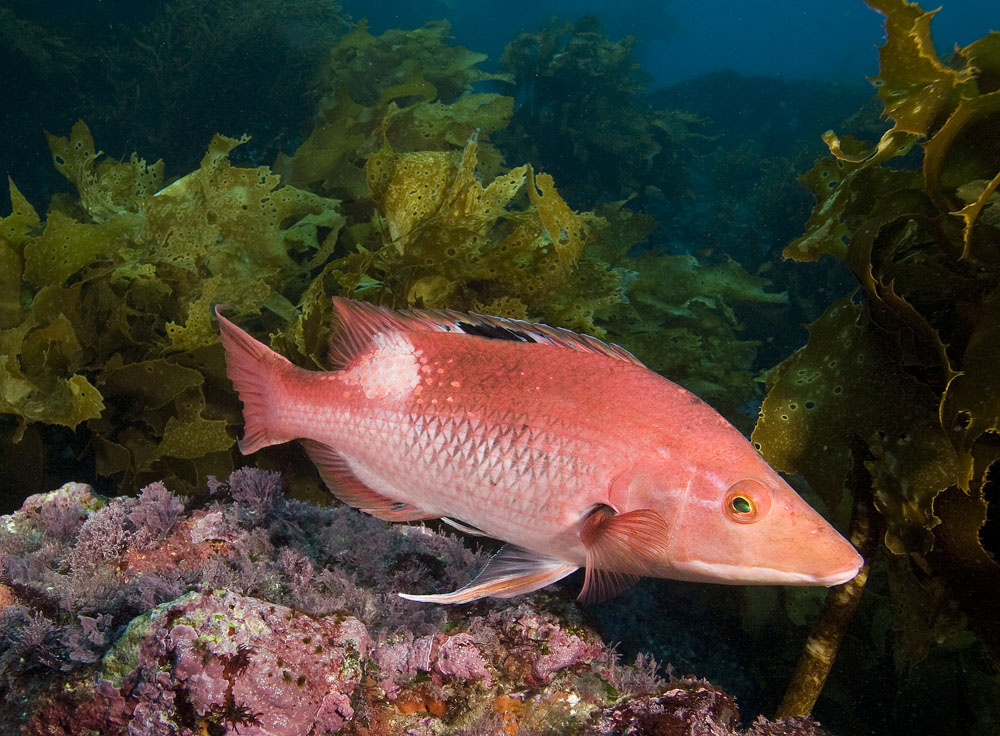 Bodianus vulpinus